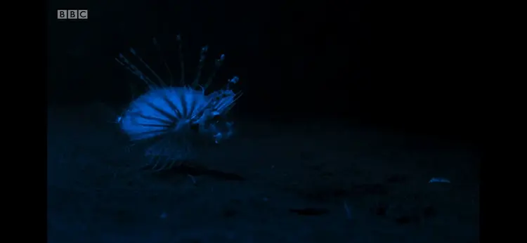 Lionfish sp. () as shown in Blue Planet II - Coral Reefs